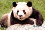 国宝大熊猫三年级作文300字7篇
